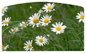 DACRO-021 Field of Daises